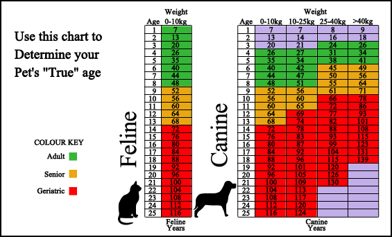 claycomoanimalhospital - Surveillance Screening