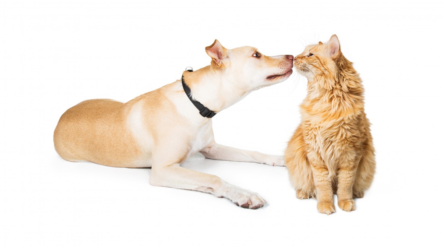 Cat and Dog Nose to Nose