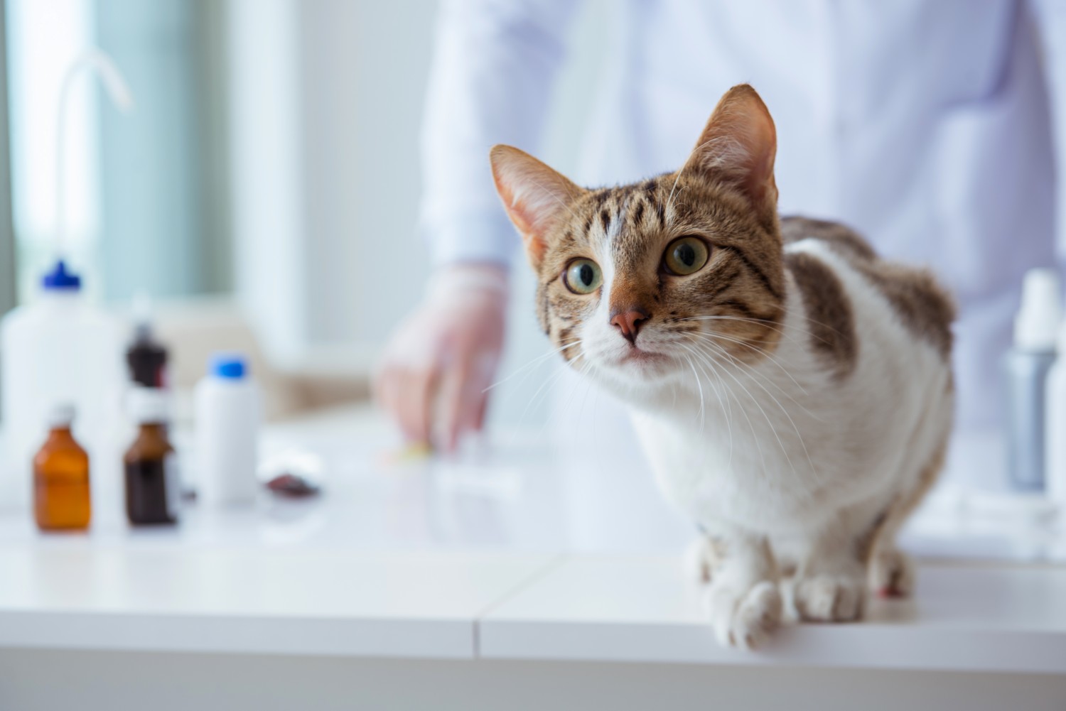 cat on counter