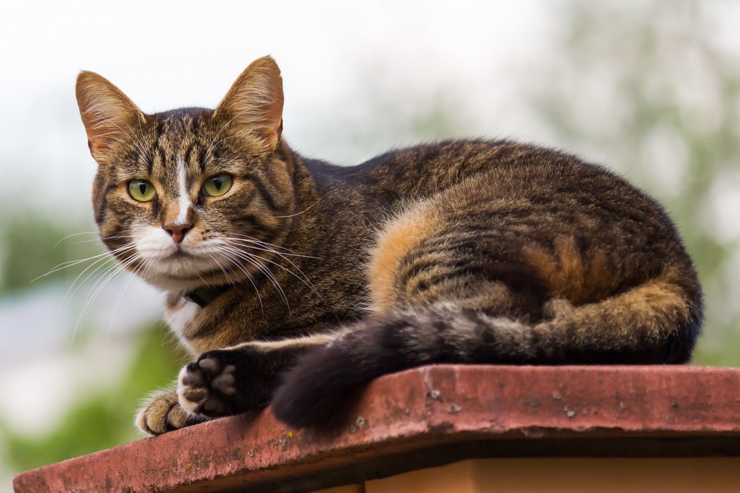 Cat on wall