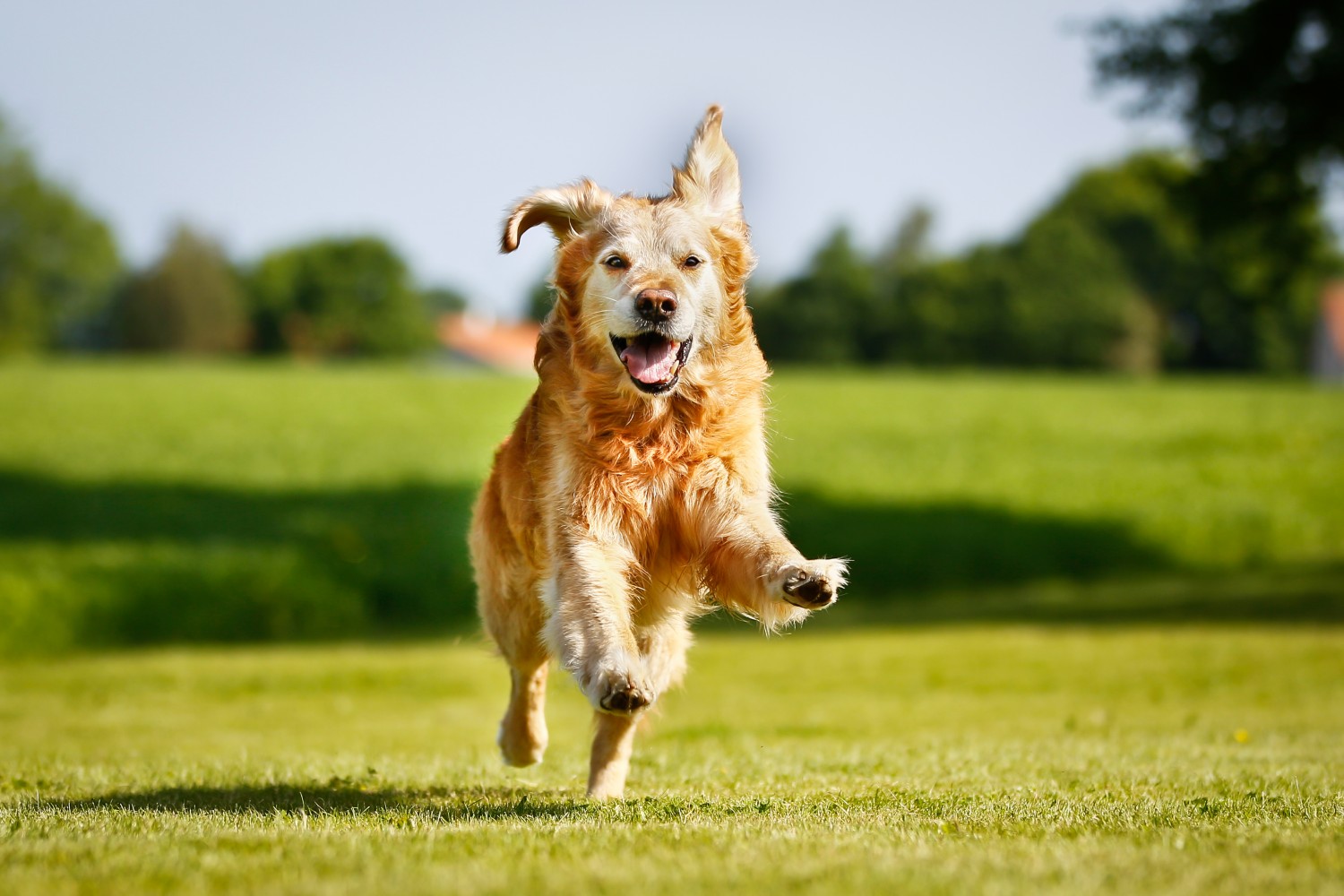 golden retriever